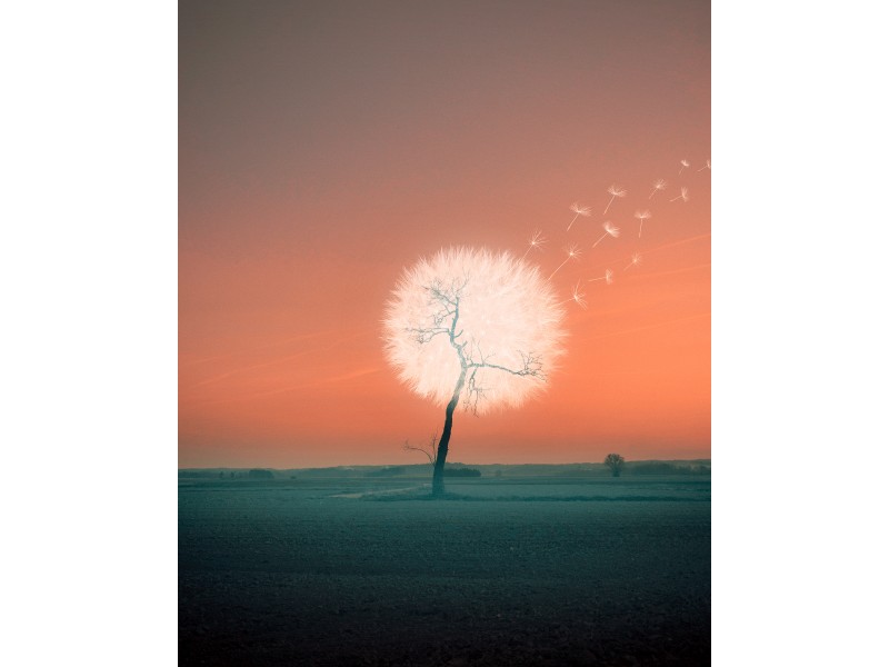 Dandelion Tree