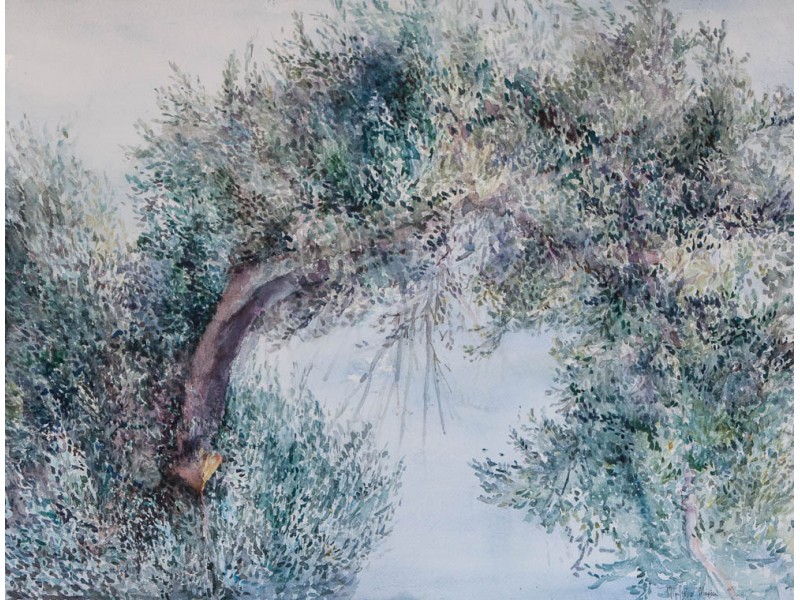 Olive tree