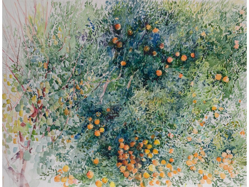 Orange trees