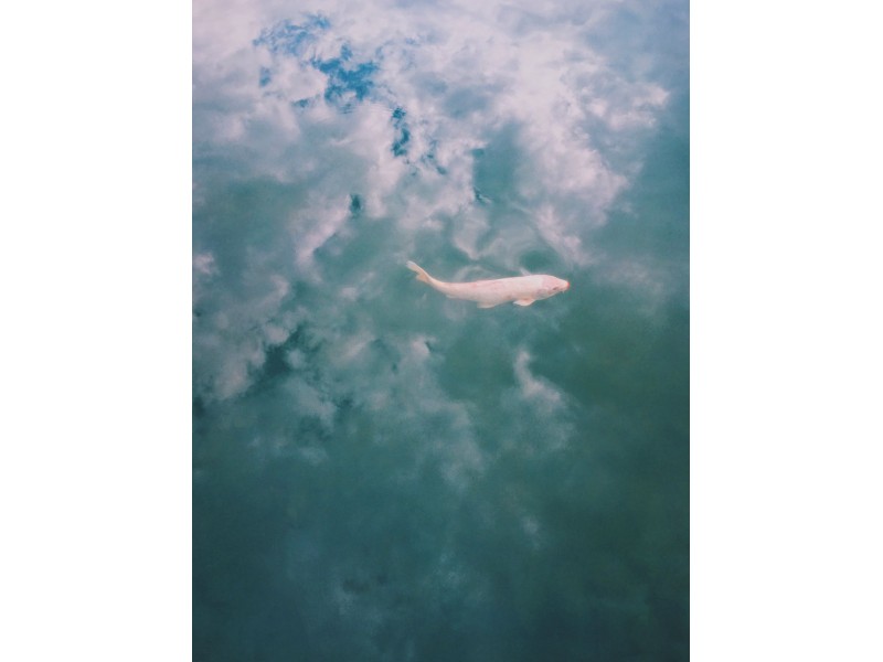 Fish on Clouds