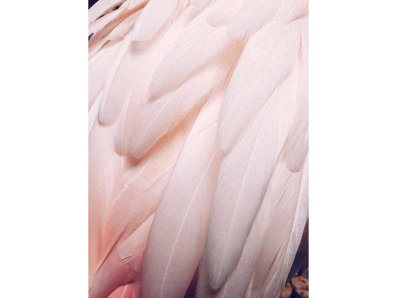 Pink Feather