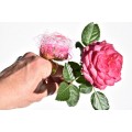 Ring "rose"